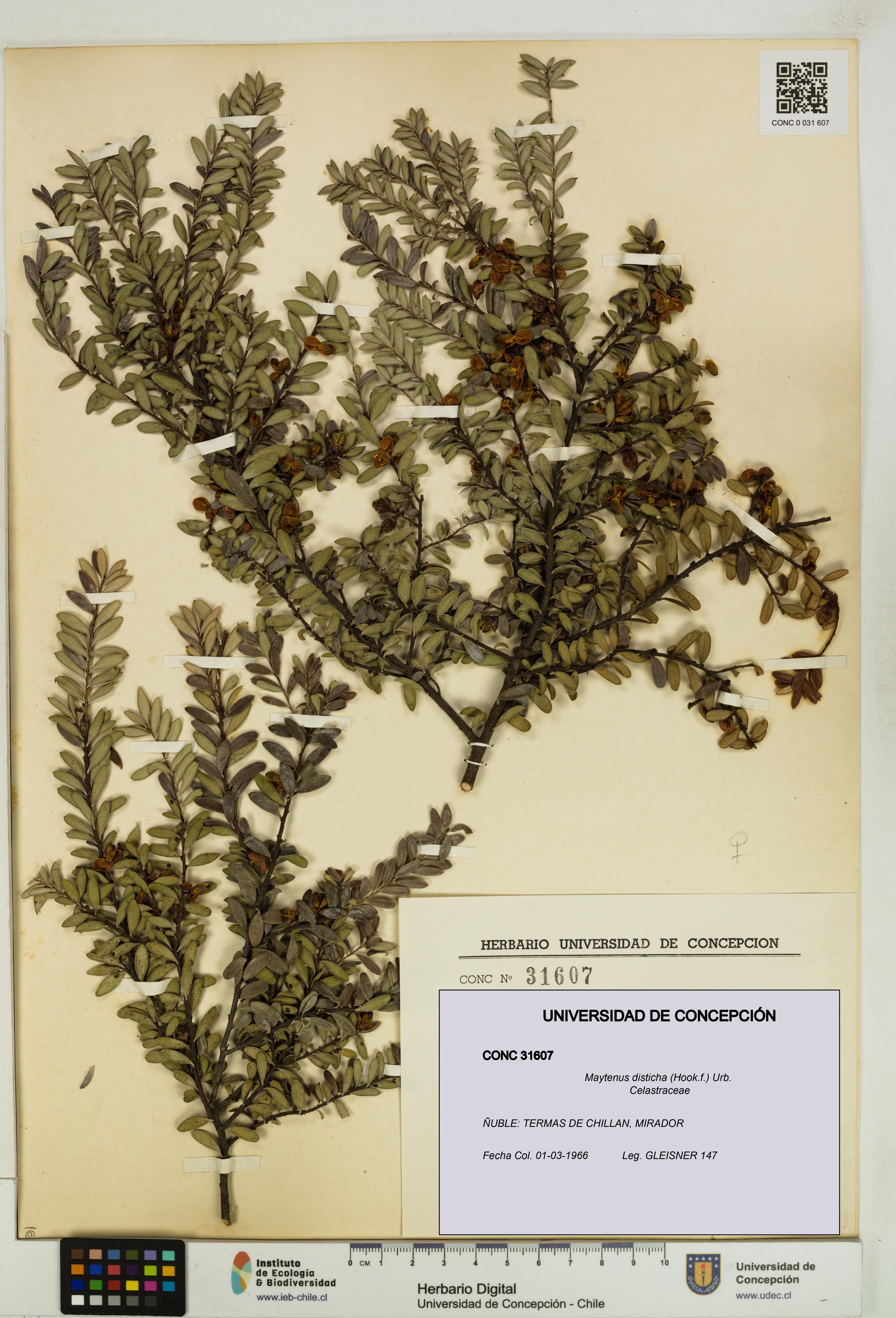Maytenus disticha [Espécimen: UDEC:CONC:0031607]