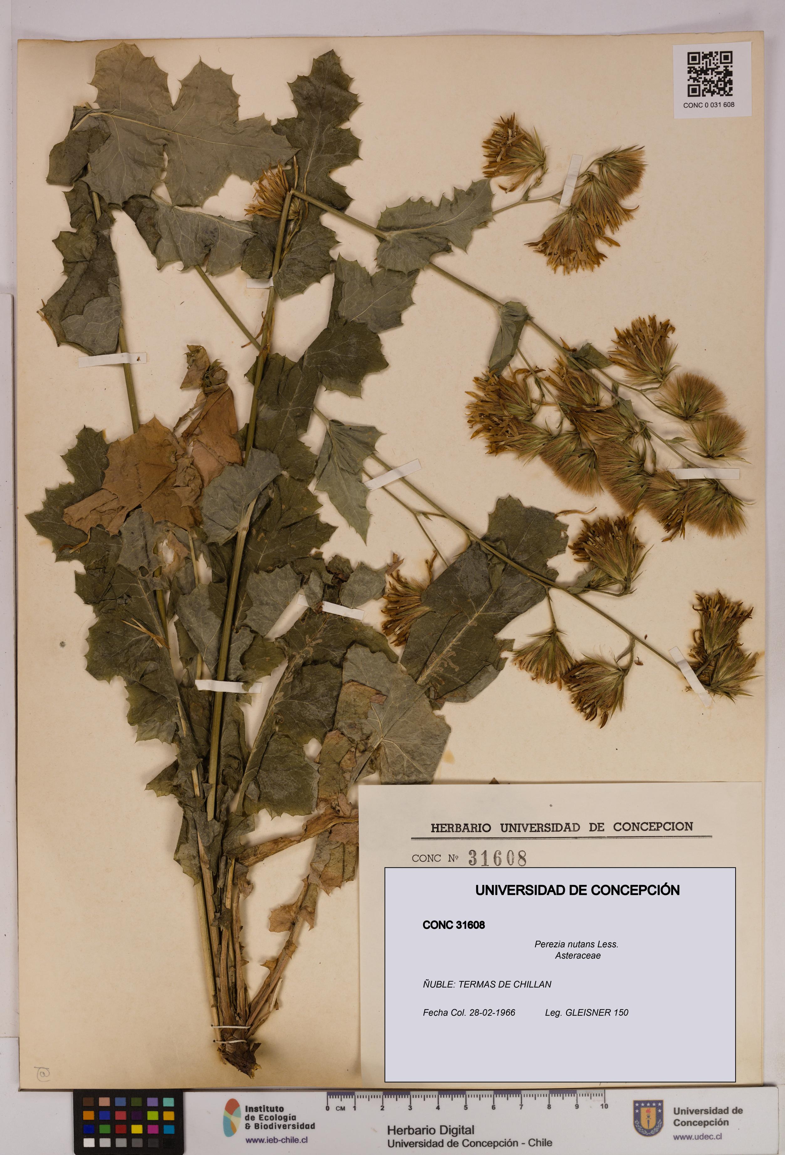 Perezia nutans [Espécimen: UDEC:CONC:0031608]