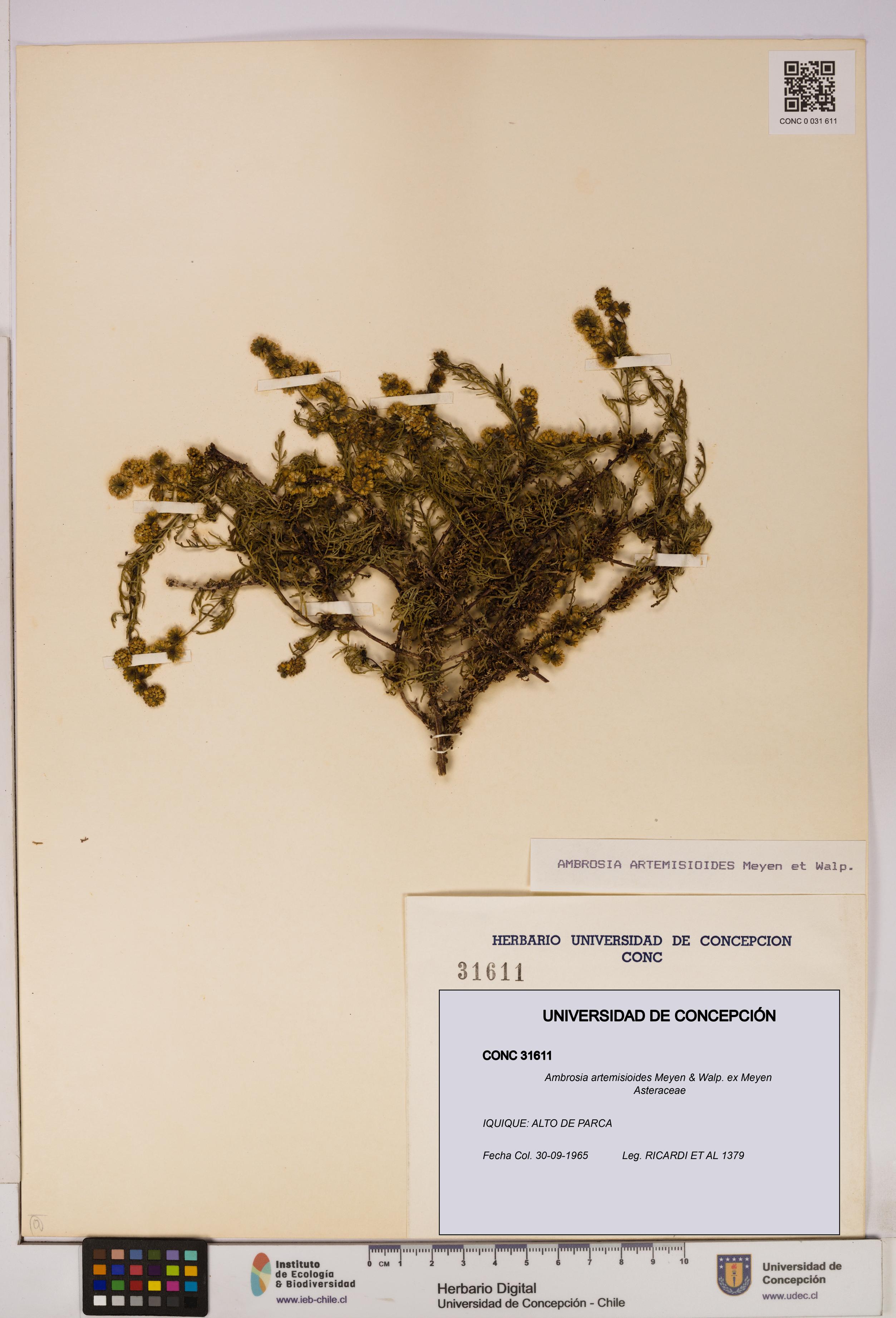 Ambrosia artemisioides [Espécimen: UDEC:CONC:0031611]