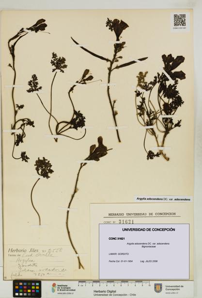 Argylia adscendens [Espécimen: UDEC:CONC:0031621]
