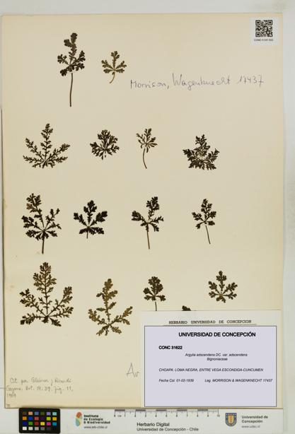 Argylia adscendens [Espécimen: UDEC:CONC:0031622]