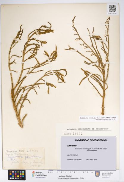 Sarcocornia neei [Espécimen: UDEC:CONC:0031627]