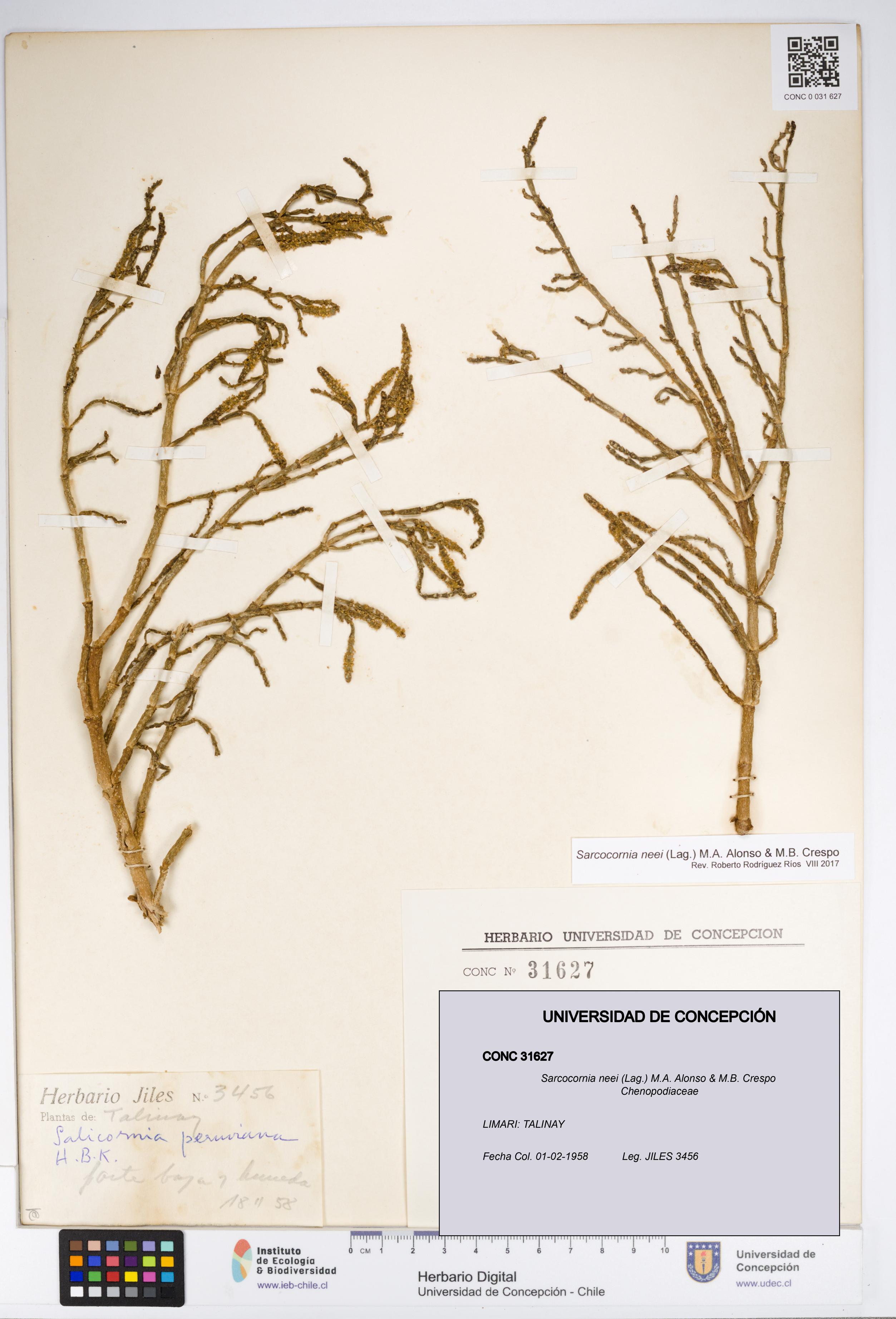 Sarcocornia neei [Espécimen: UDEC:CONC:0031627]
