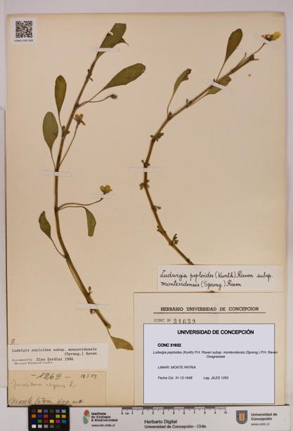 Ludwigia peploides [Espécimen: UDEC:CONC:0031632]