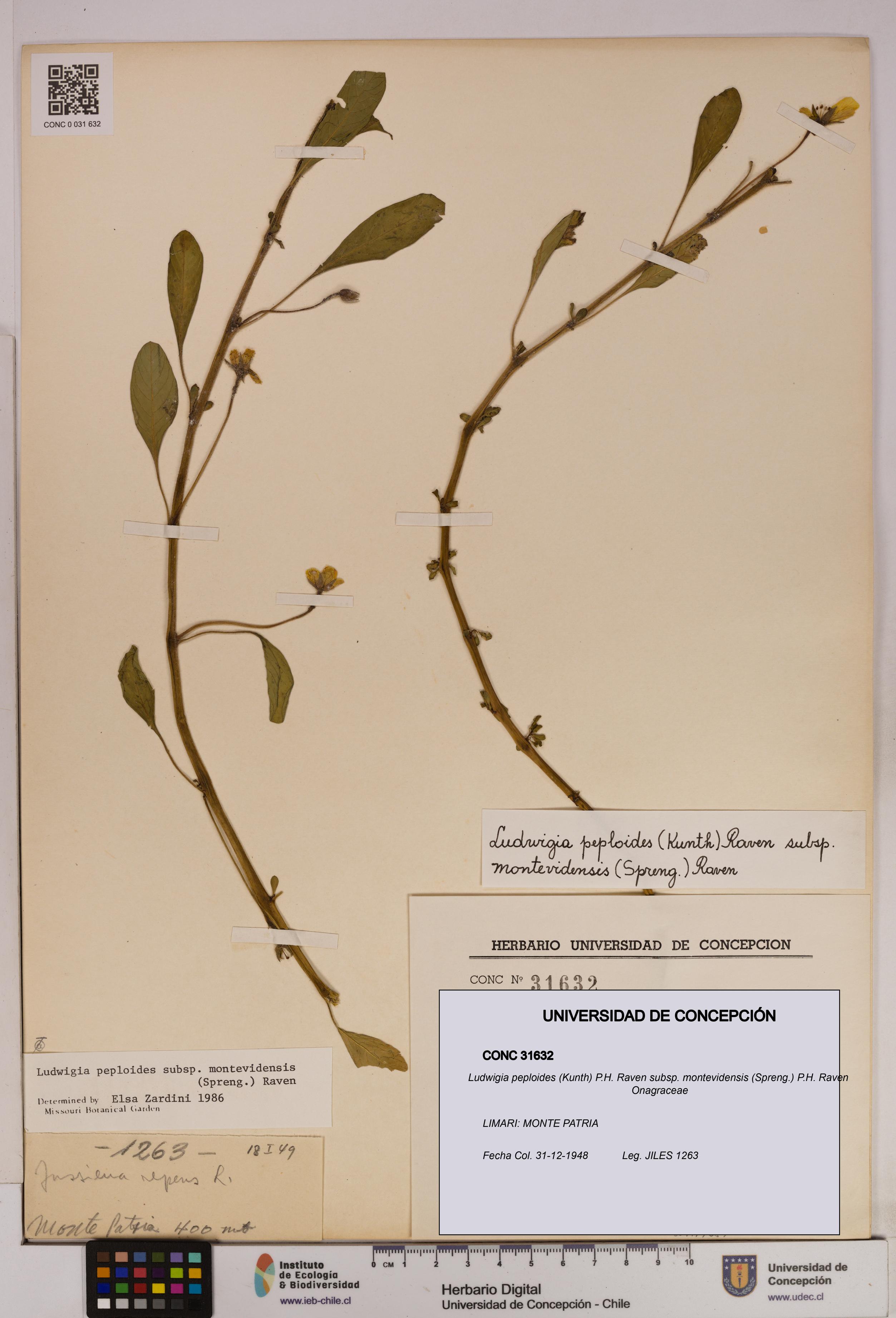 Ludwigia peploides [Espécimen: UDEC:CONC:0031632]