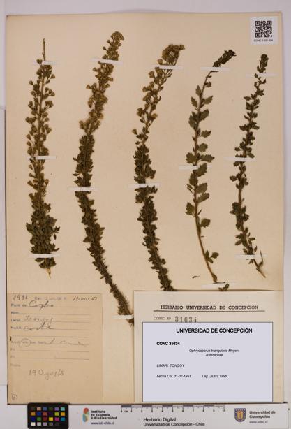 Ophryosporus triangularis [Espécimen: UDEC:CONC:0031634]