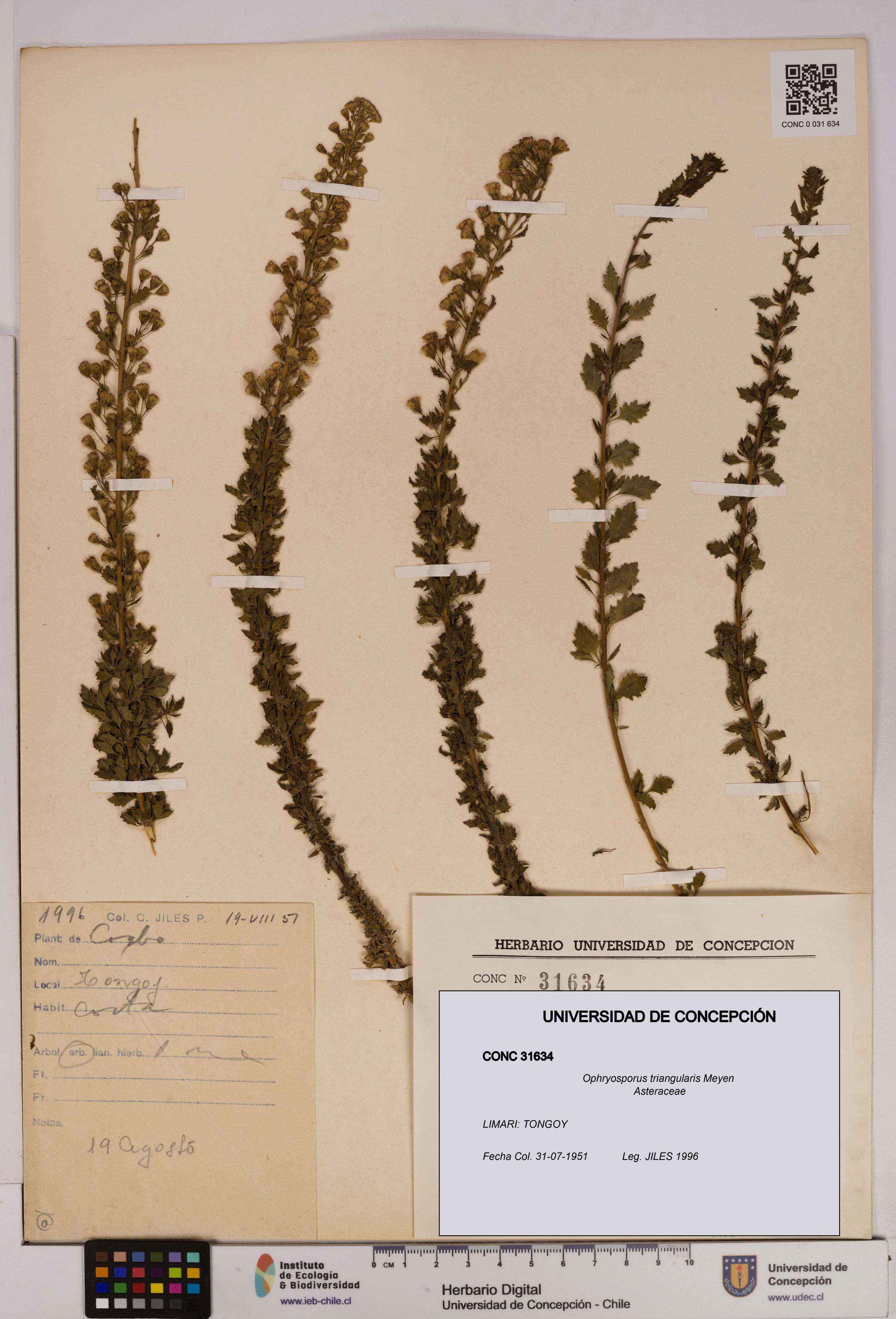 Ophryosporus triangularis [Espécimen: UDEC:CONC:0031634]