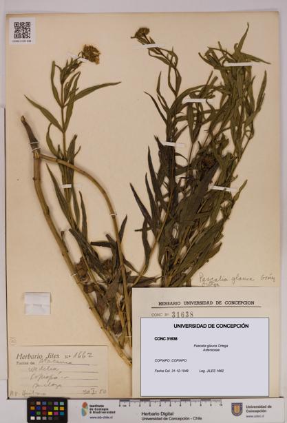Pascalia glauca [Espécimen: UDEC:CONC:0031638]