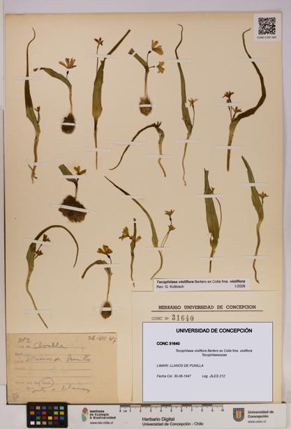 Tecophilaea violiflora fma. violiflora [Espécimen: UDEC:CONC:0031640]