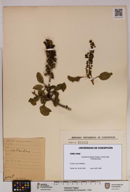 Anisomeria littoralis [Espécimen: UDEC:CONC:0031642]