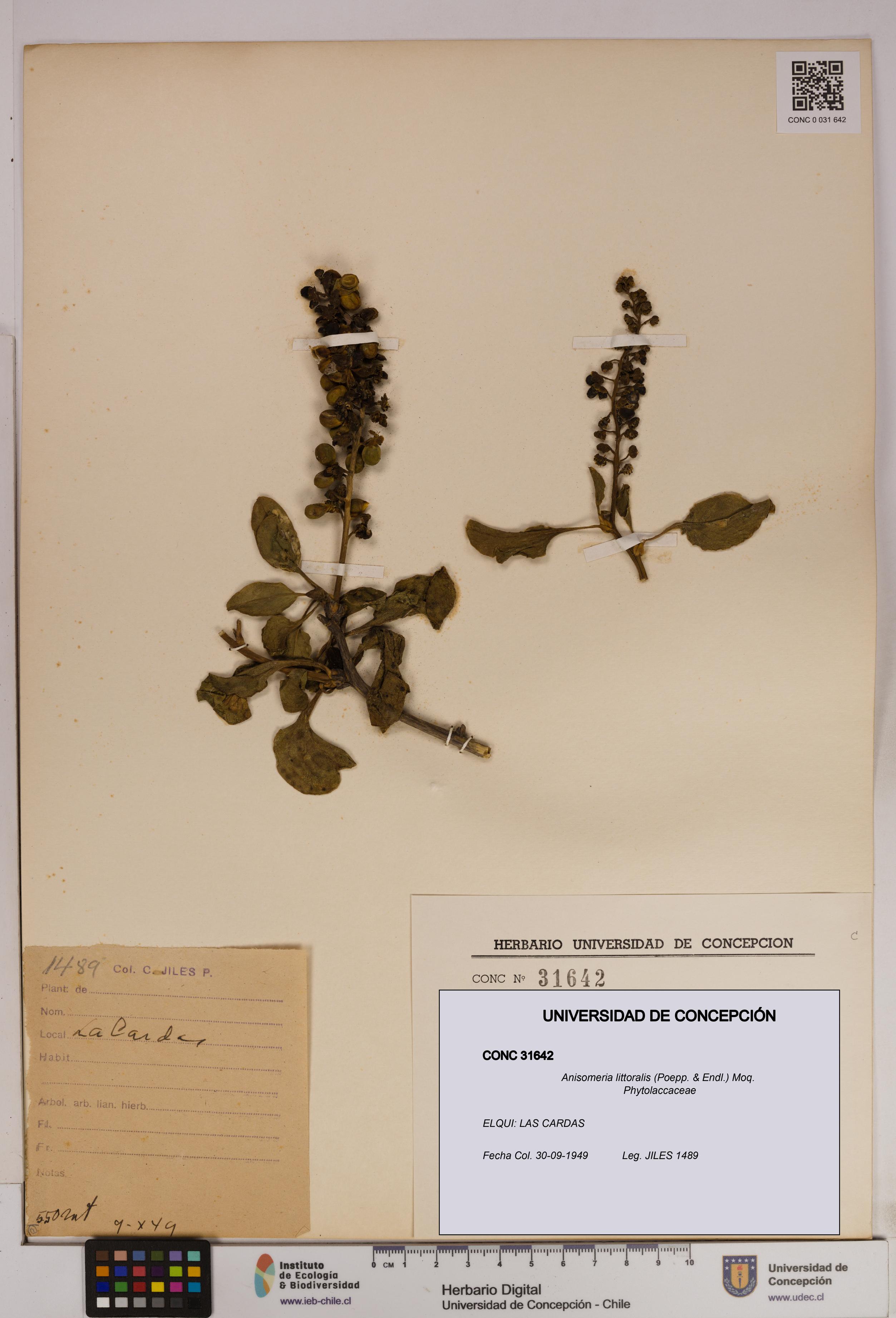 Anisomeria littoralis [Espécimen: UDEC:CONC:0031642]