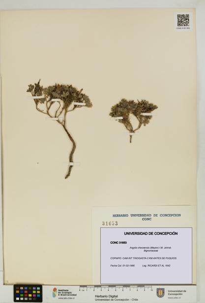 Argylia checoensis [Espécimen: UDEC:CONC:0031653]