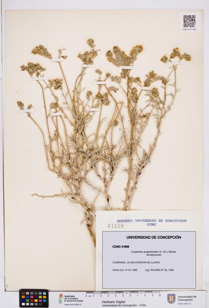 Cryptantha gnaphalioides [Espécimen: ]