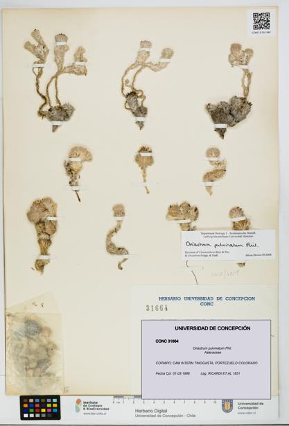Oriastrum pulvinatum [Espécimen: UDEC:CONC:0031664]