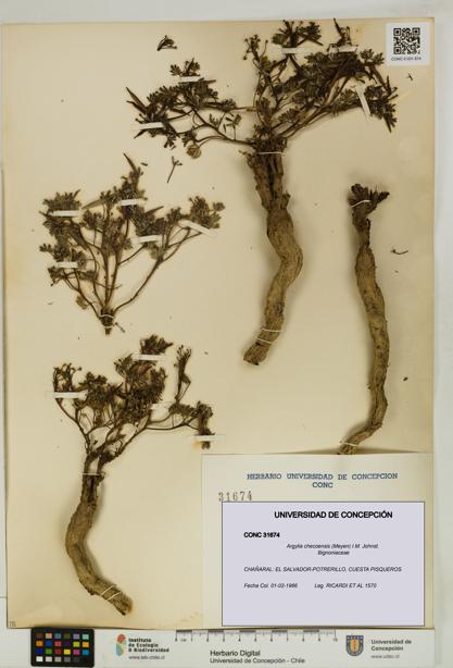 Argylia checoensis [Espécimen: UDEC:CONC:0031674]