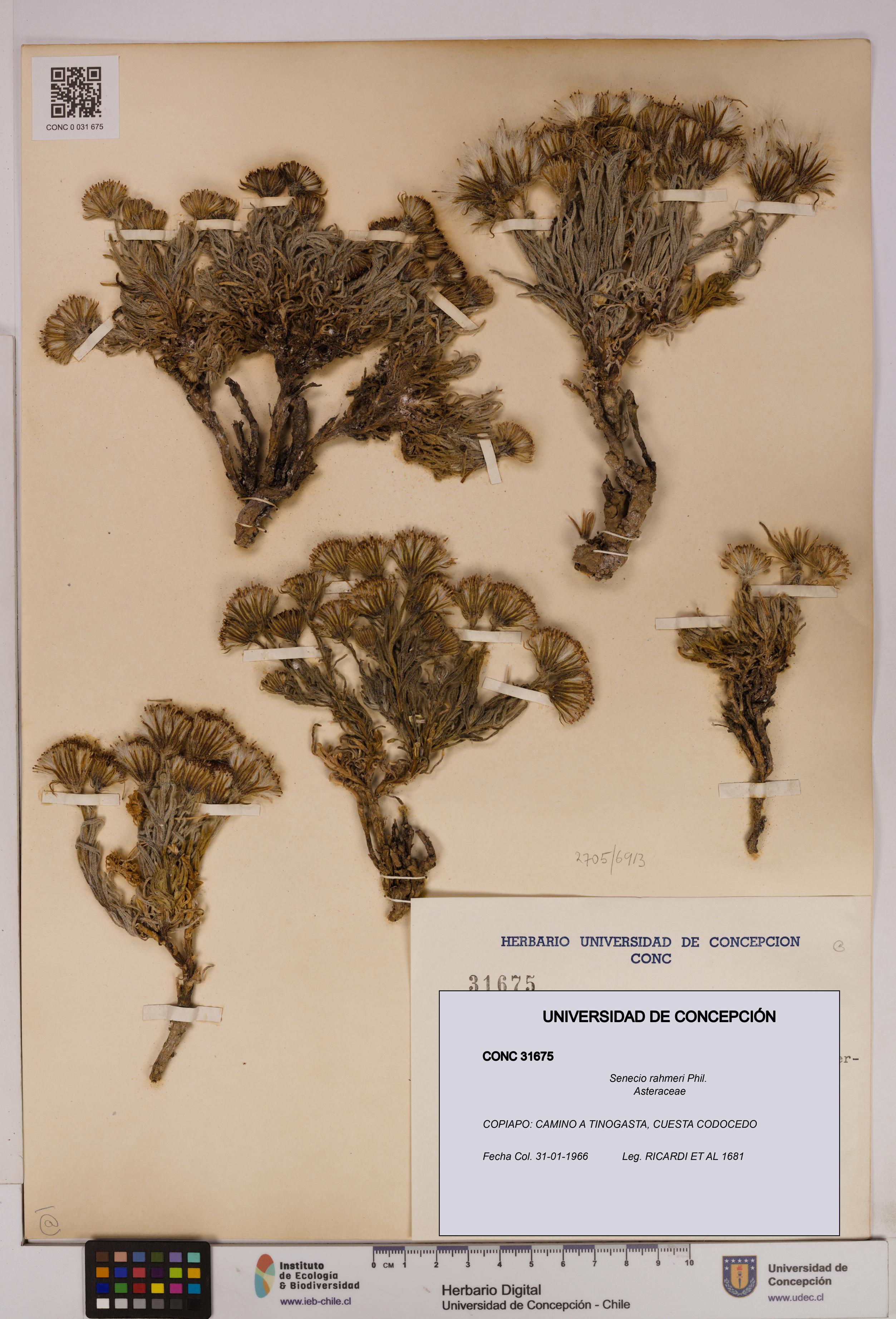 Senecio rahmeri [Espécimen: UDEC:CONC:0031675]
