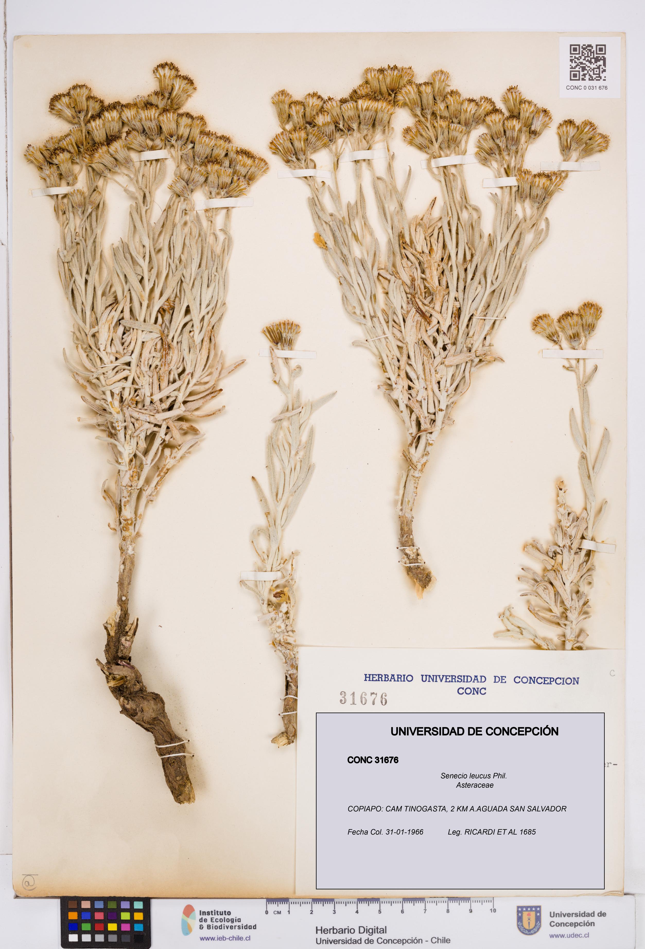 Senecio leucus [Espécimen: ]
