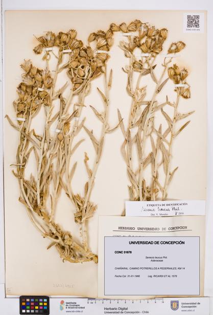 Senecio leucus [Espécimen: ]