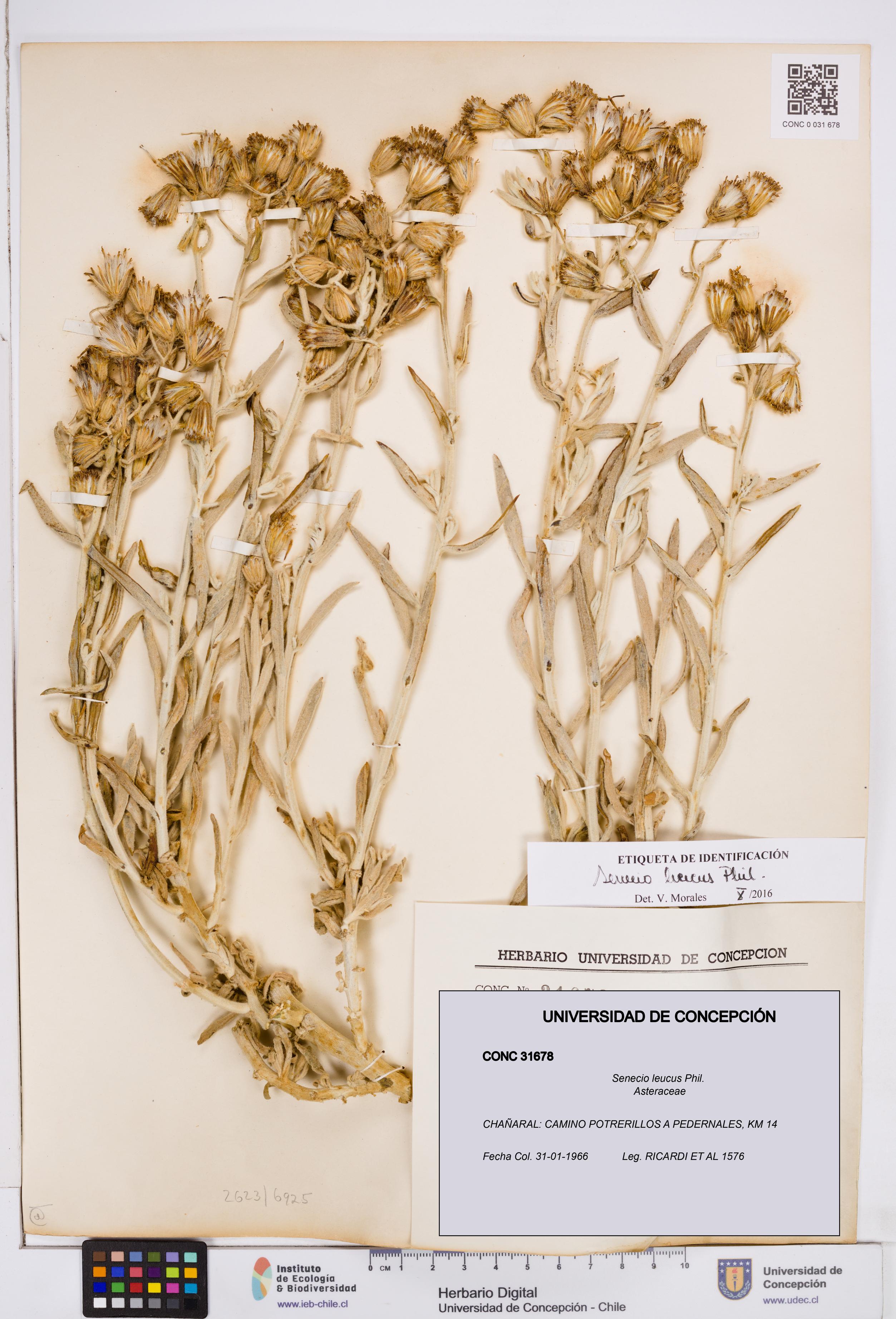 Senecio leucus [Espécimen: ]