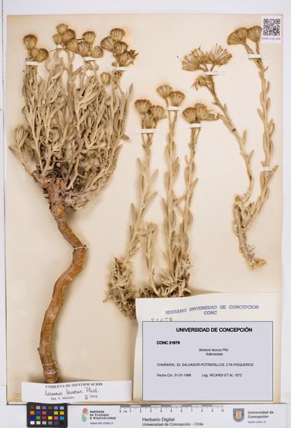 Senecio leucus [Espécimen: ]