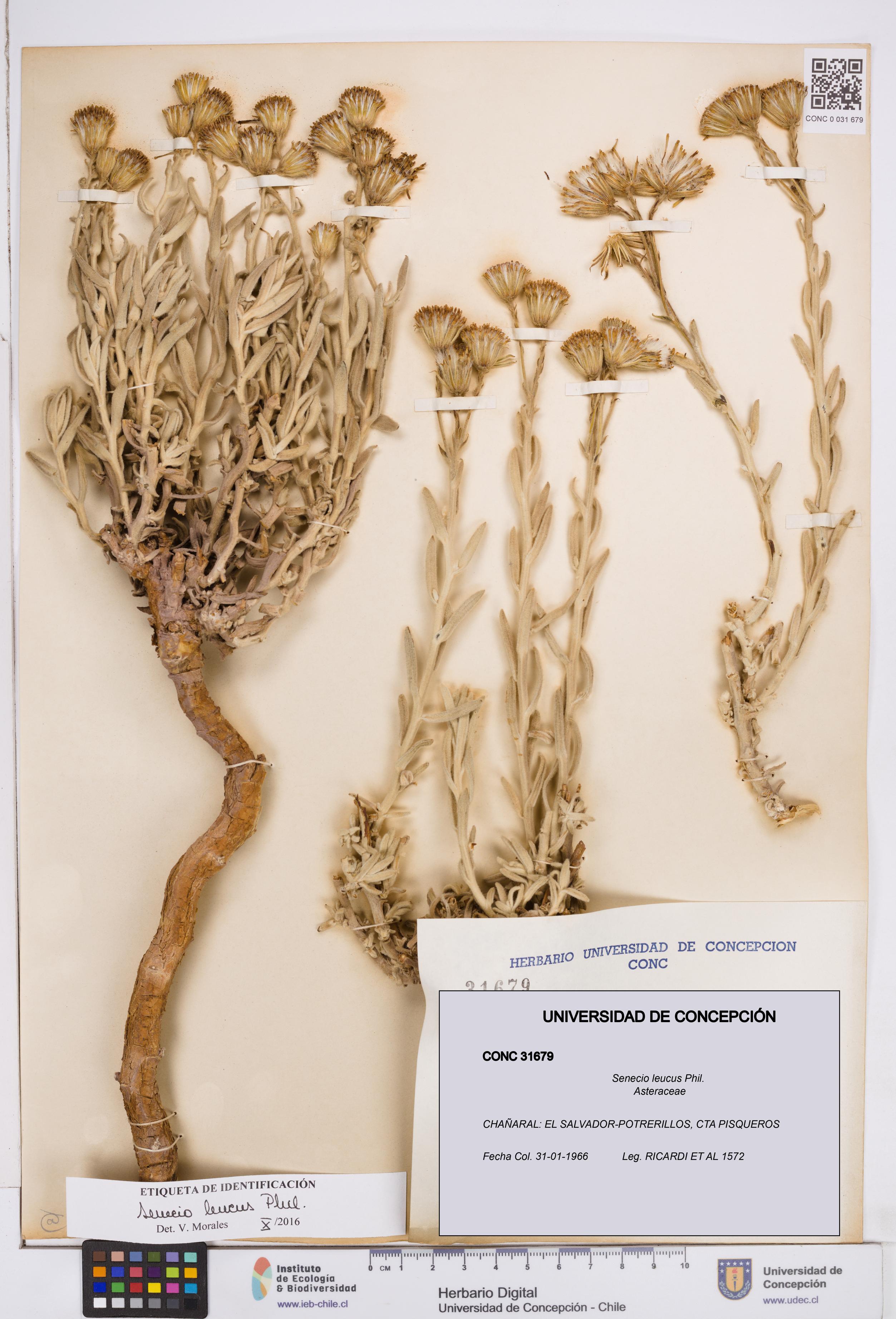 Senecio leucus [Espécimen: ]