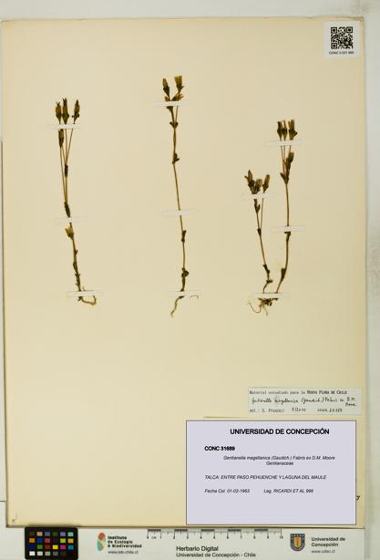 Gentianella magellanica [Espécimen: UDEC:CONC:0031689]