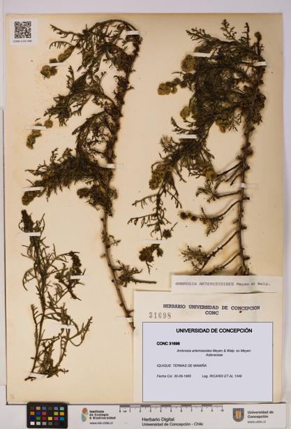 Ambrosia artemisioides [Espécimen: UDEC:CONC:0031698]