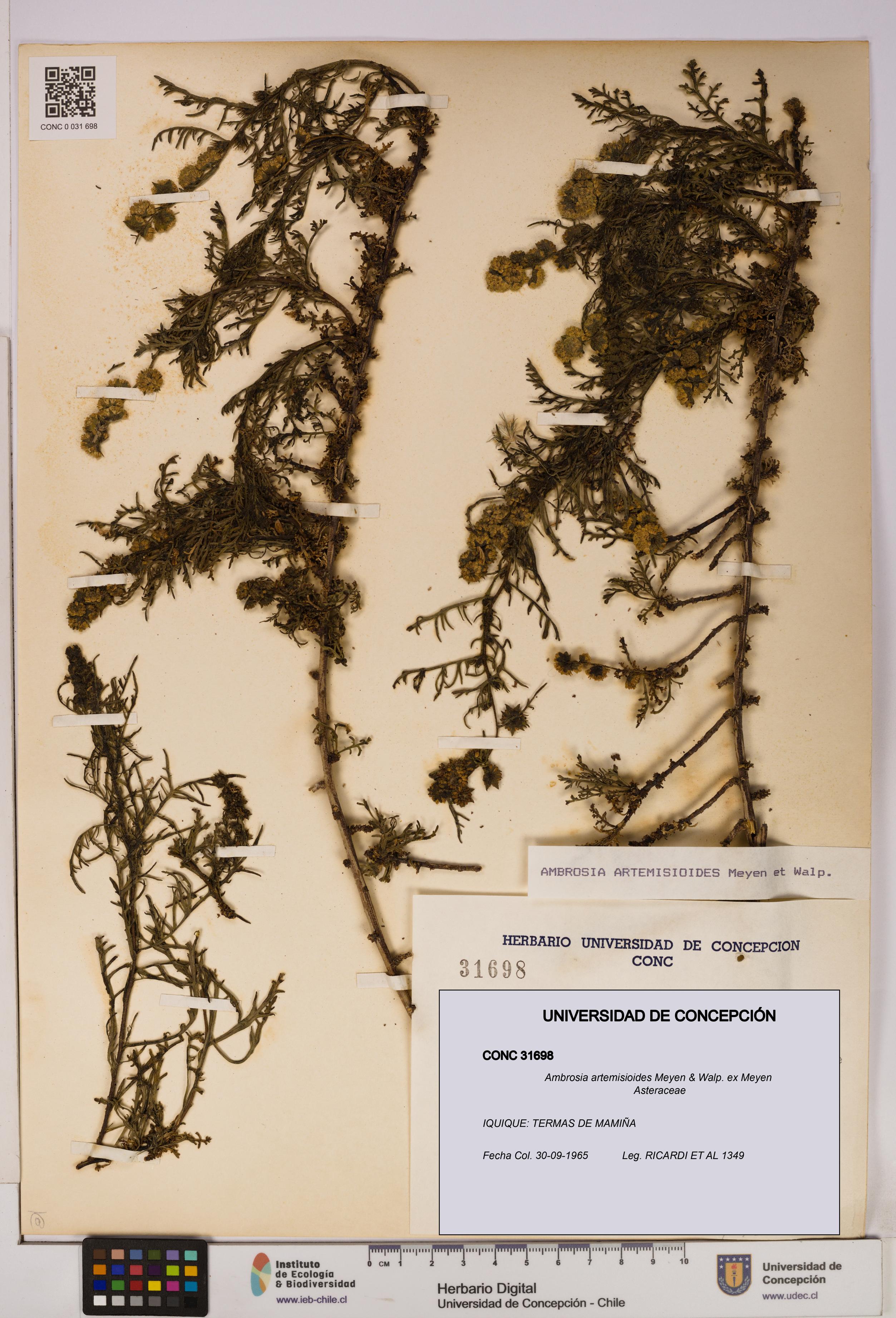 Ambrosia artemisioides [Espécimen: UDEC:CONC:0031698]