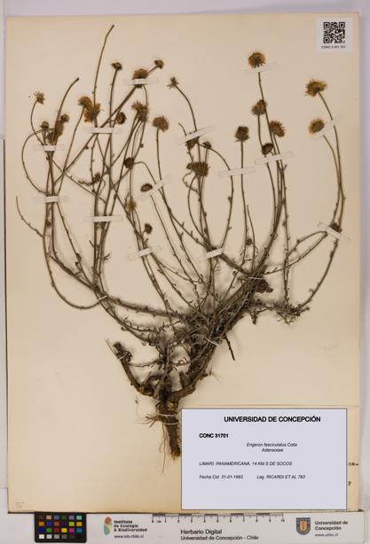 Erigeron fasciculatus [Espécimen: UDEC:CONC:0031701]