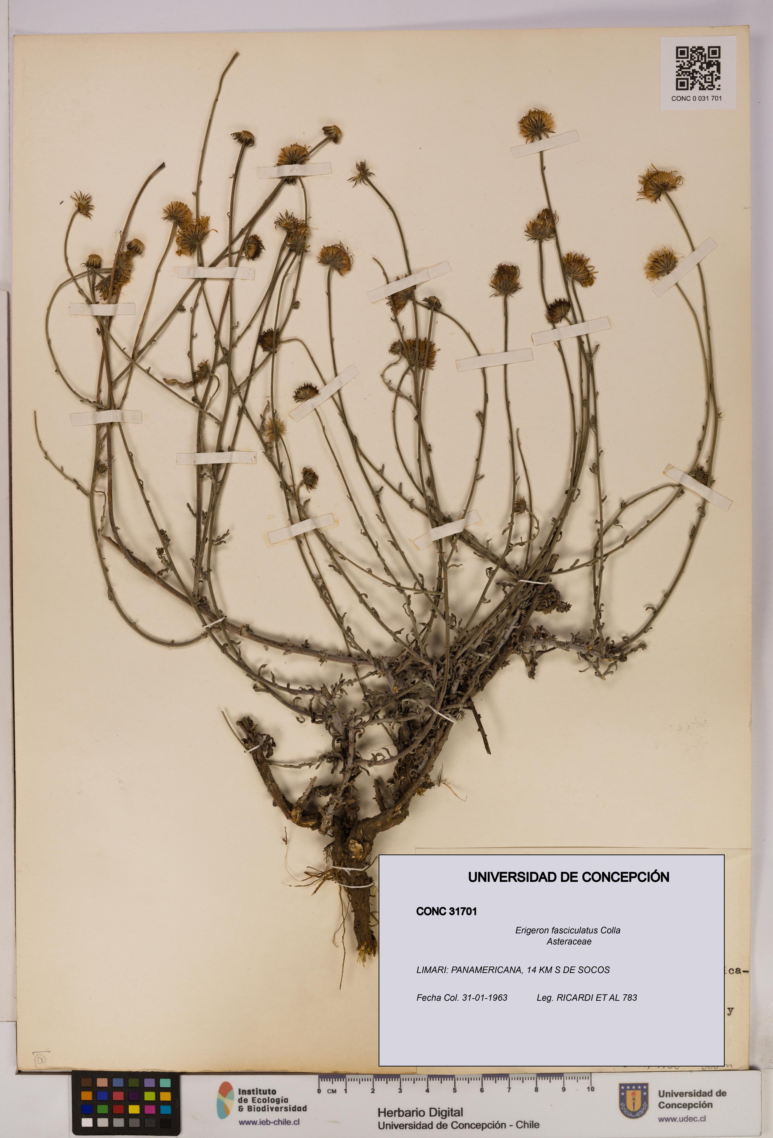 Erigeron fasciculatus [Espécimen: UDEC:CONC:0031701]