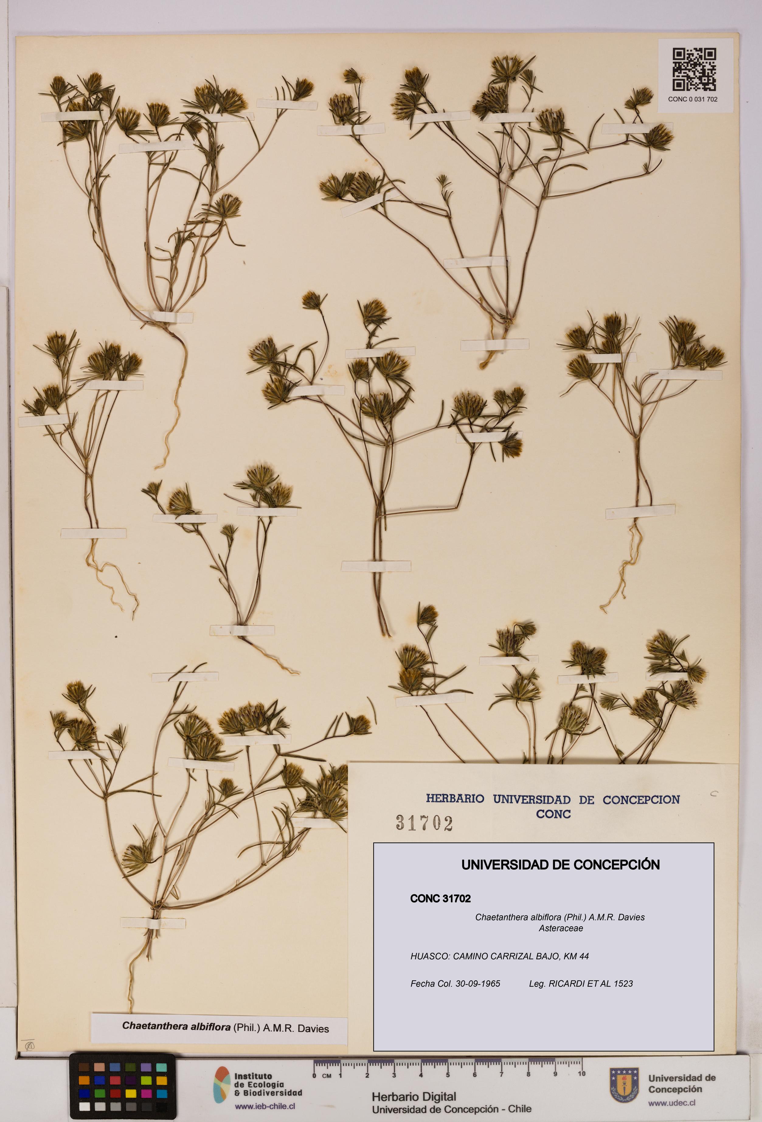 Chaetanthera albiflora [Espécimen: UDEC:CONC:0031702]