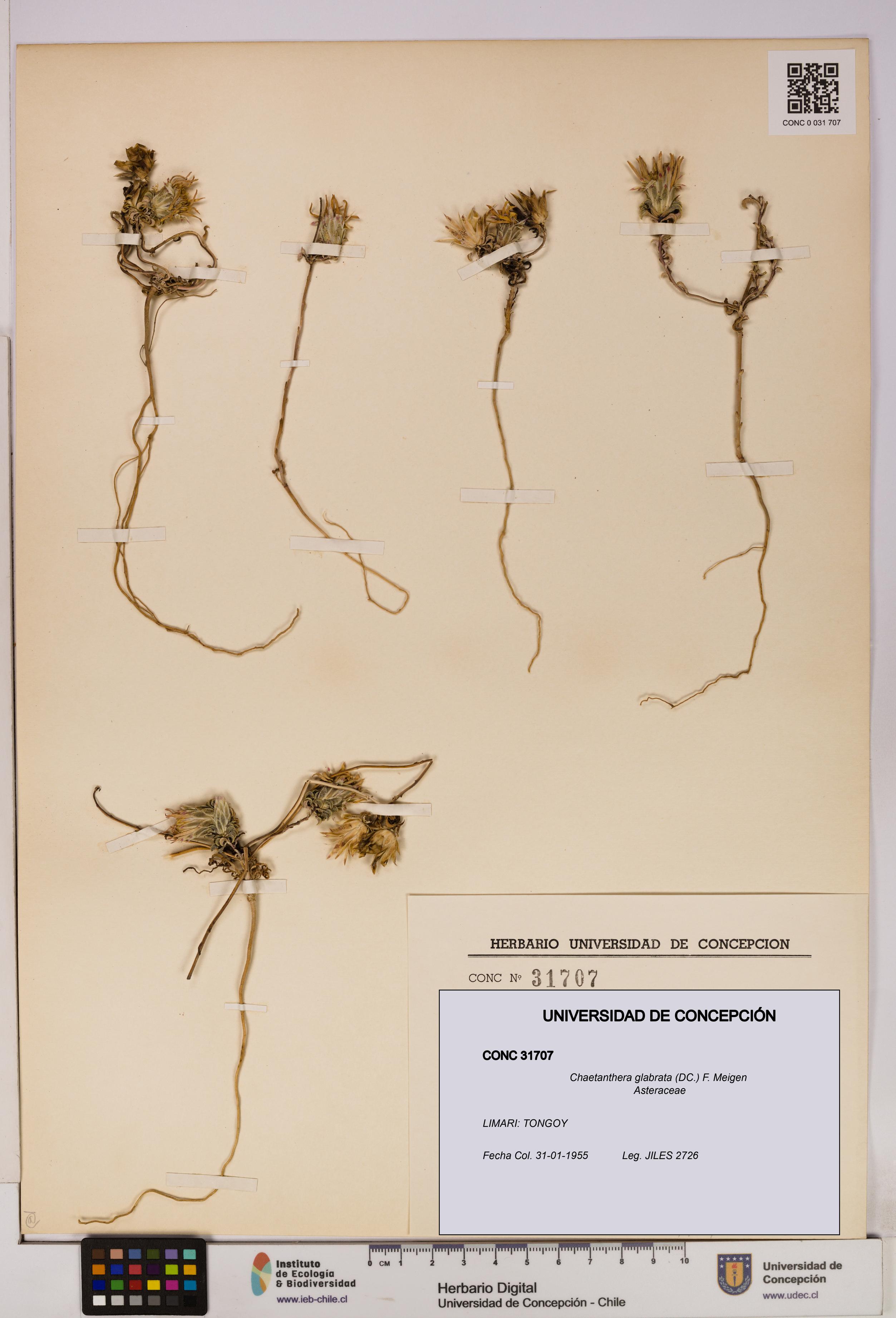Chaetanthera glabrata [Espécimen: UDEC:CONC:0031707]