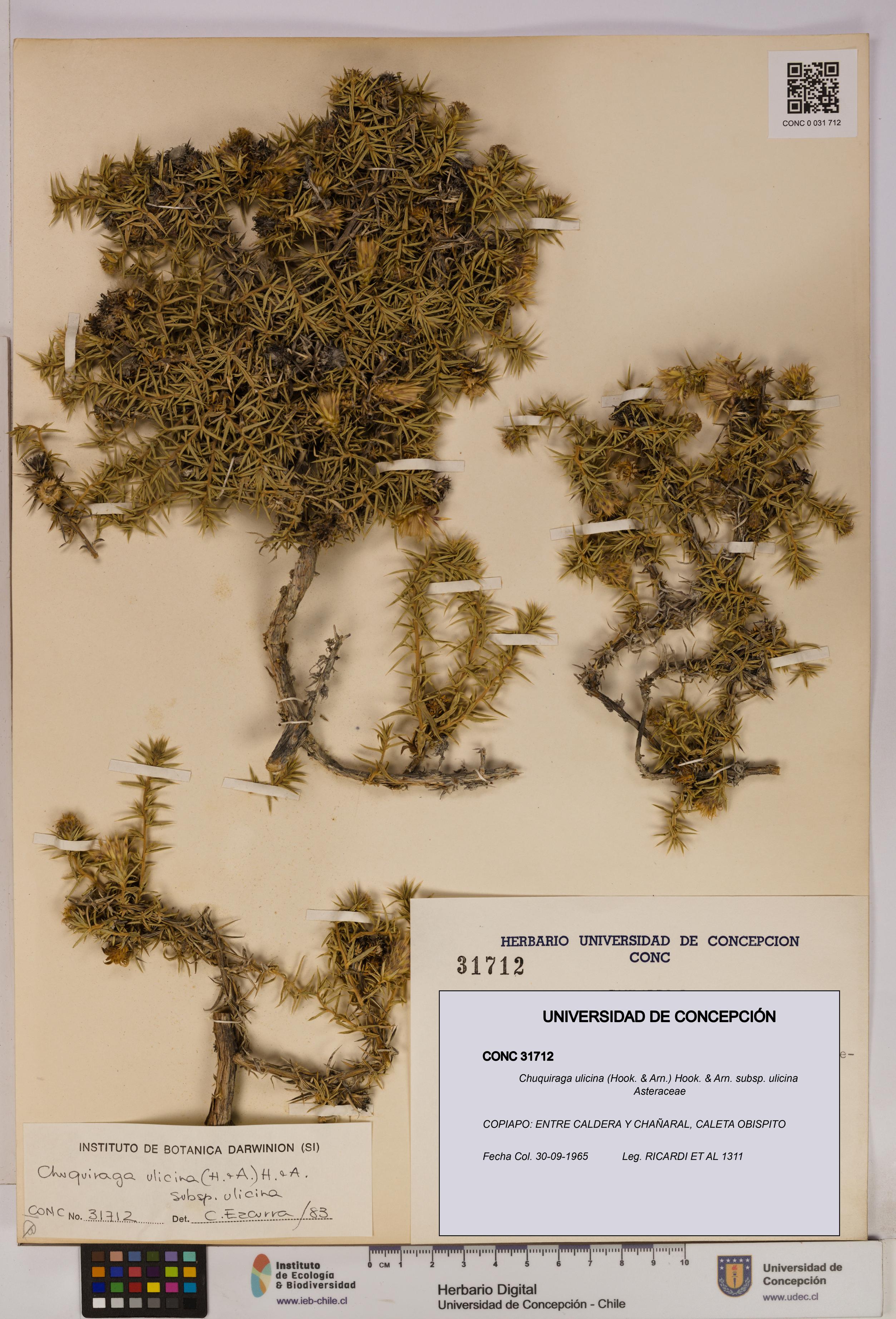 Chuquiraga ulicina subsp. ulicina [Espécimen: UDEC:CONC:0031712]