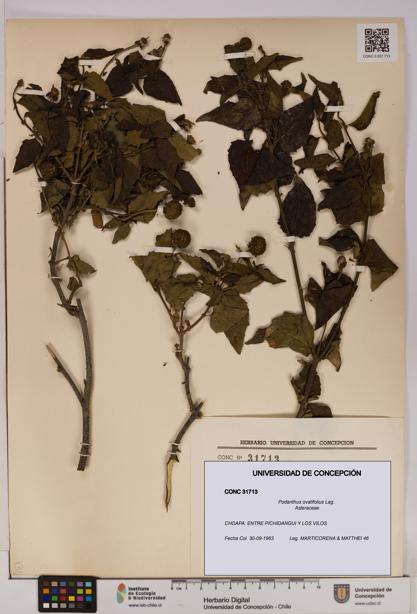 Podanthus ovatifolius [Espécimen: ]