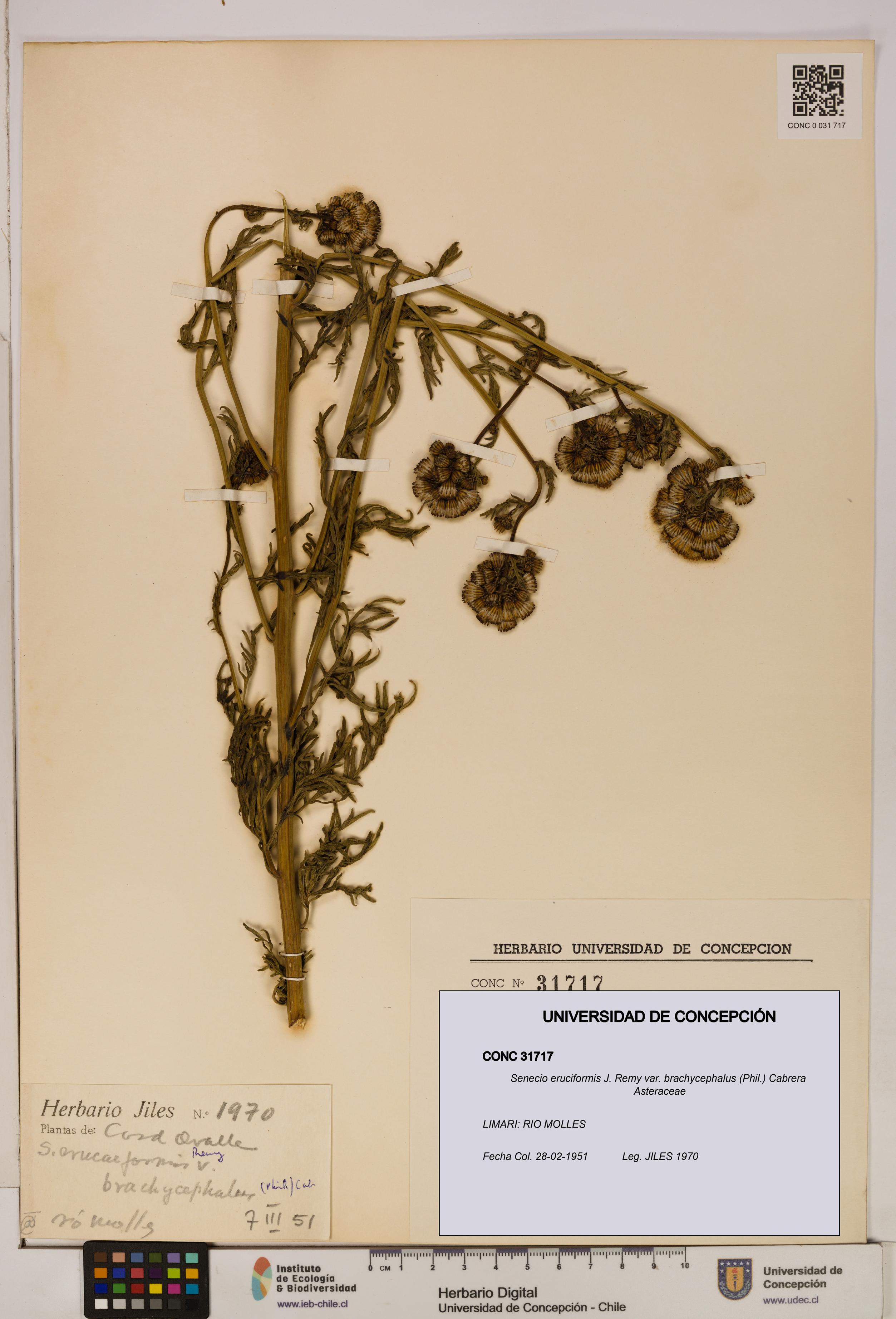 Senecio eruciformis var. brachycephalus [Espécimen: UDEC:CONC:0031717]