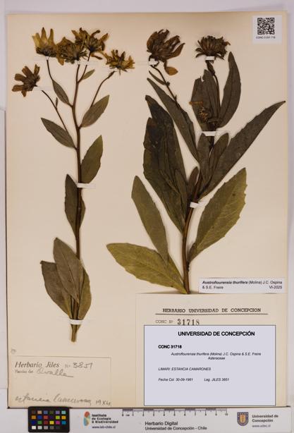 Austroflourensia thurifera [Espécimen: UDEC:CONC:0031718]