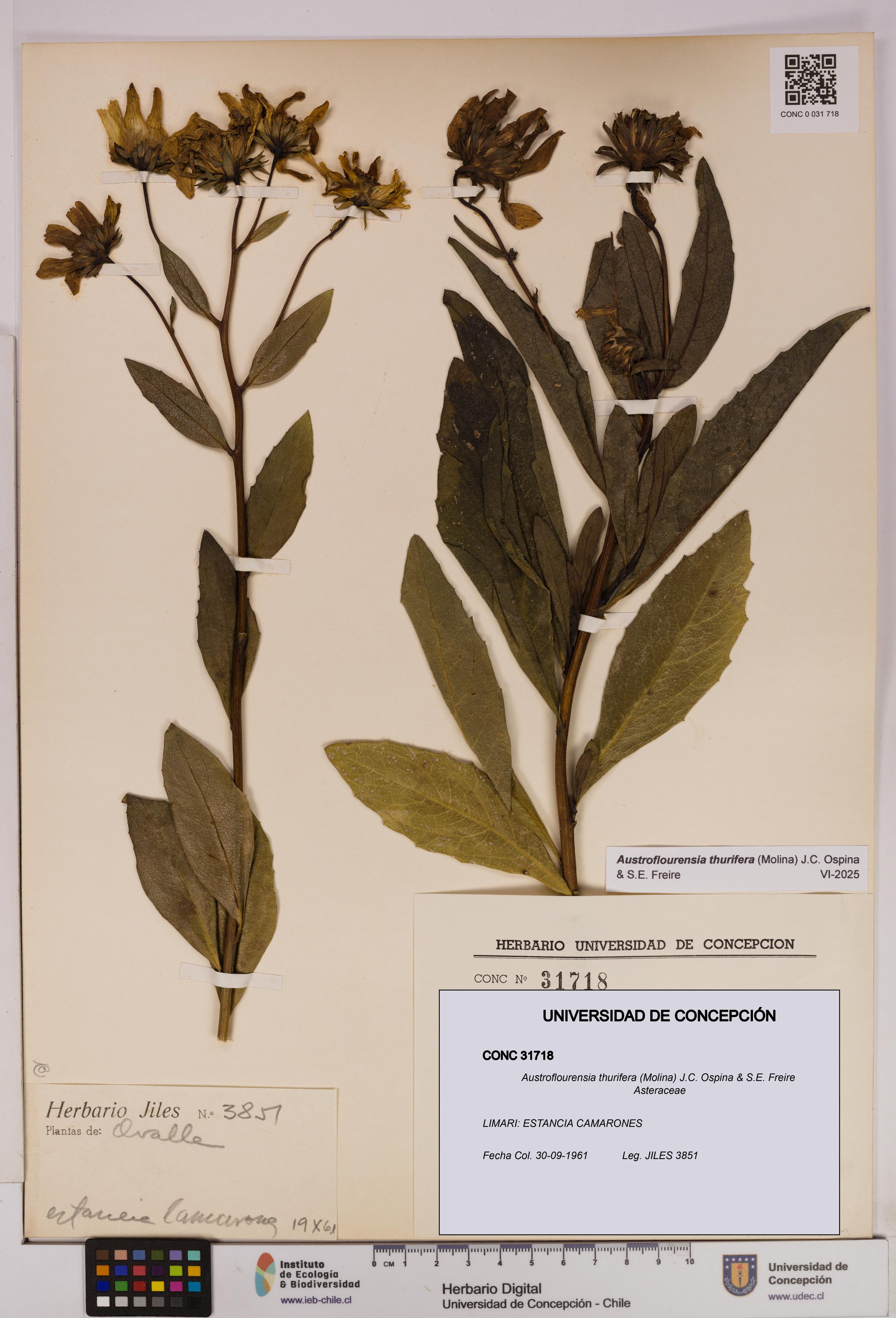 Austroflourensia thurifera [Espécimen: UDEC:CONC:0031718]
