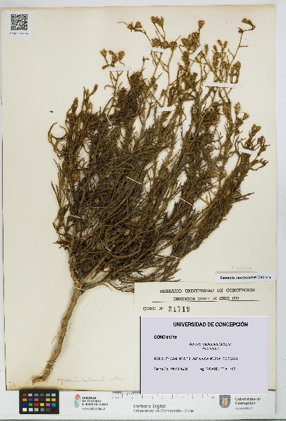 Senecio reicheanus [Espécimen: UDEC:CONC:0031719]