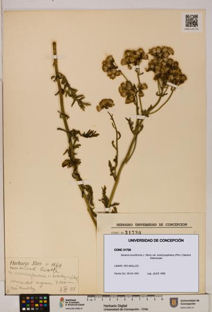 Senecio eruciformis var. brachycephalus [Espécimen: UDEC:CONC:0031720]