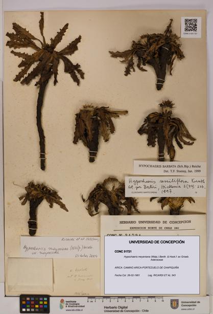 Hypochaeris meyeniana [Espécimen: UDEC:CONC:0031721]