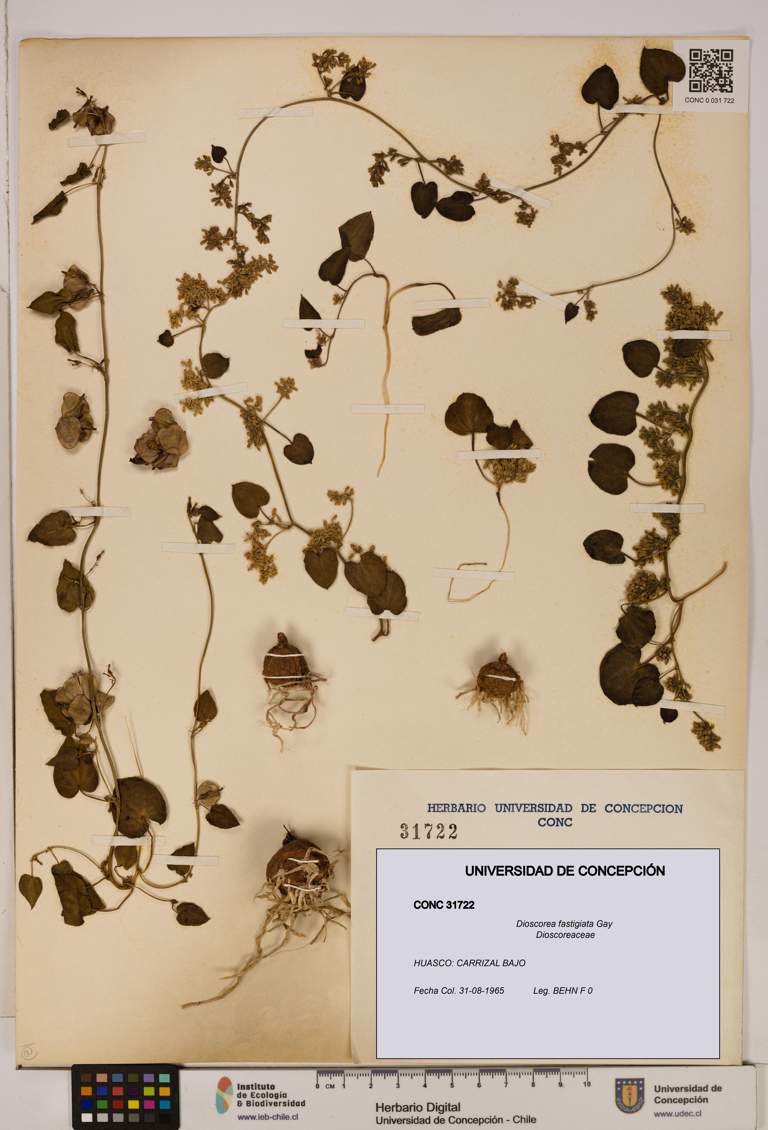 Dioscorea fastigiata [Espécimen: ]