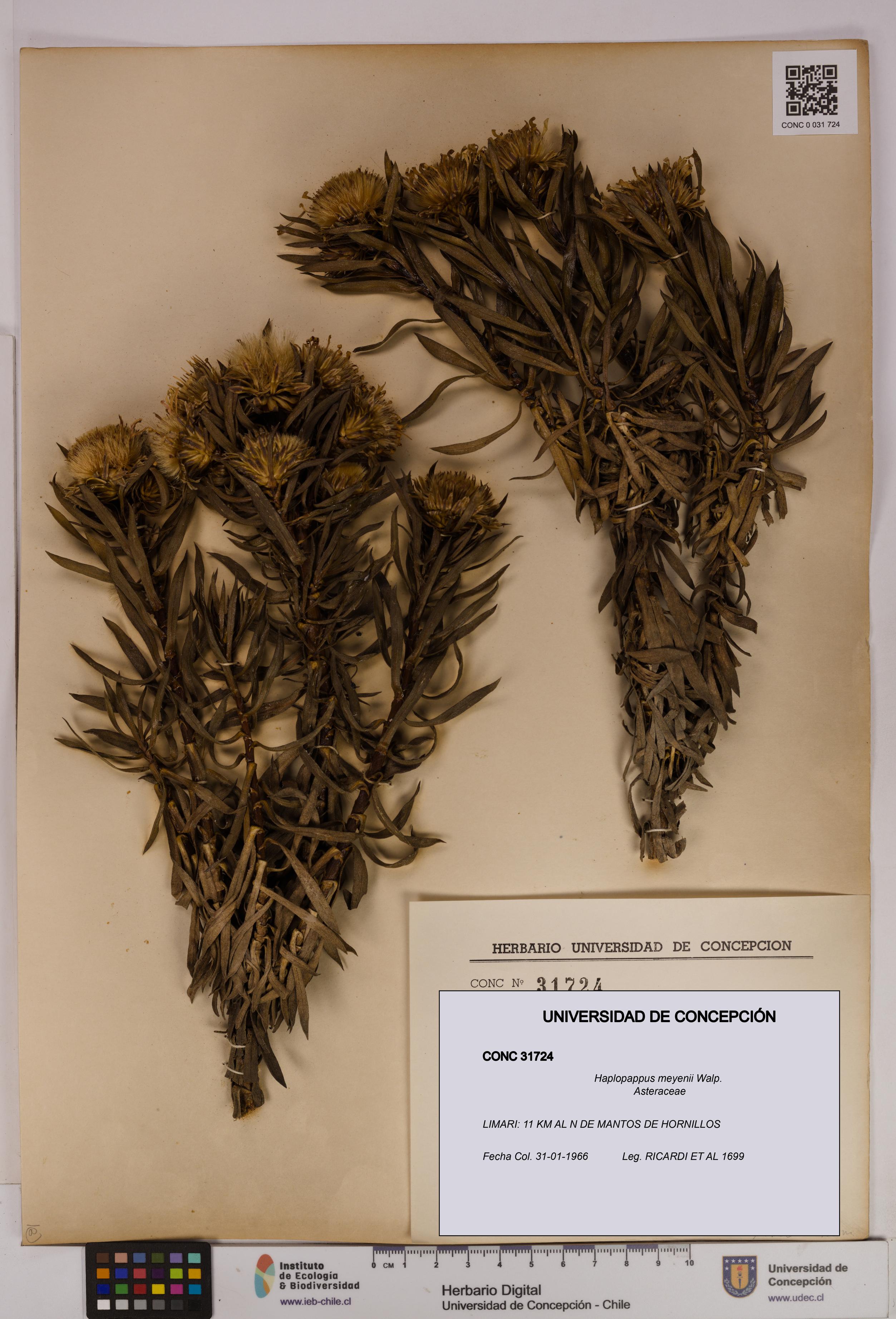 Haplopappus meyenii [Espécimen: UDEC:CONC:0031724]