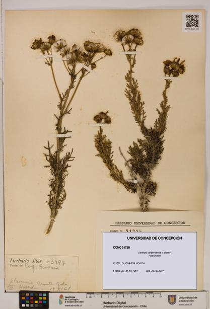 Senecio cerberoanus [Espécimen: UDEC:CONC:0031725]