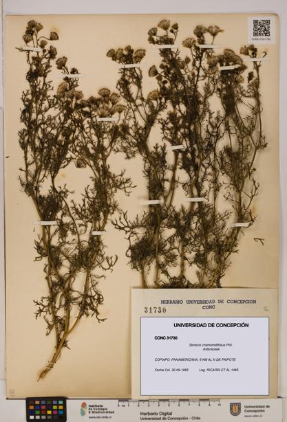 Senecio chamomillifolius [Espécimen: UDEC:CONC:0031730]