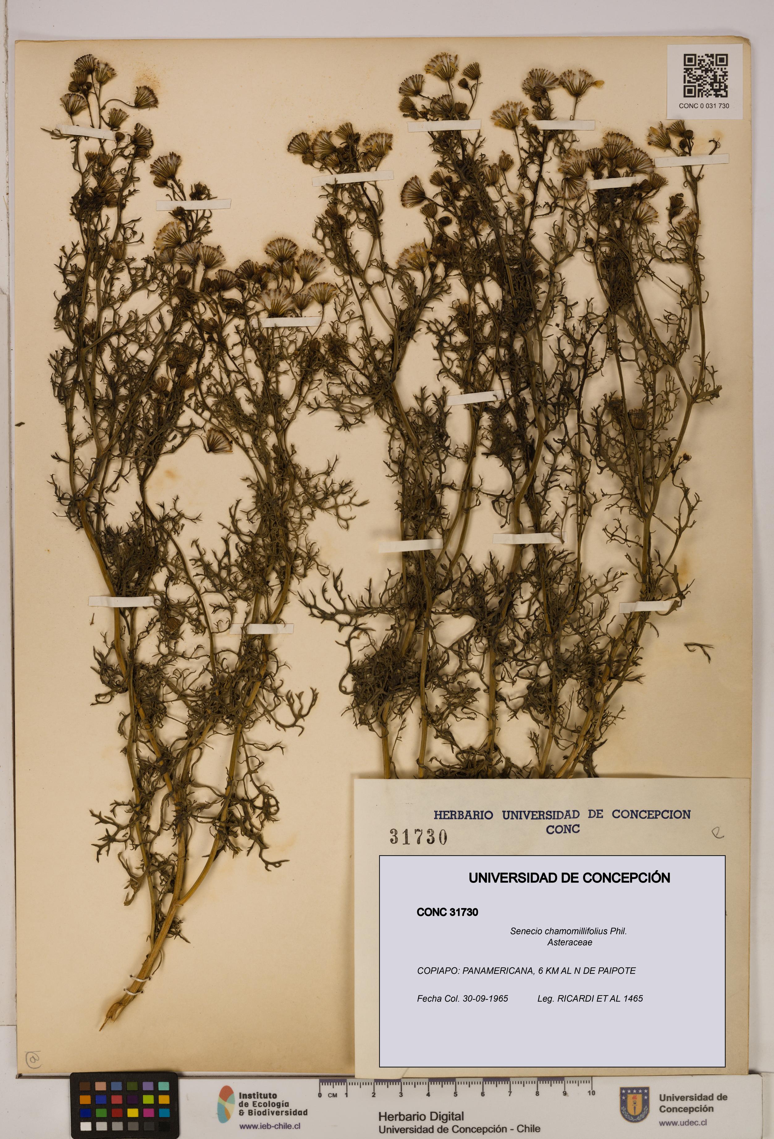 Senecio chamomillifolius [Espécimen: UDEC:CONC:0031730]