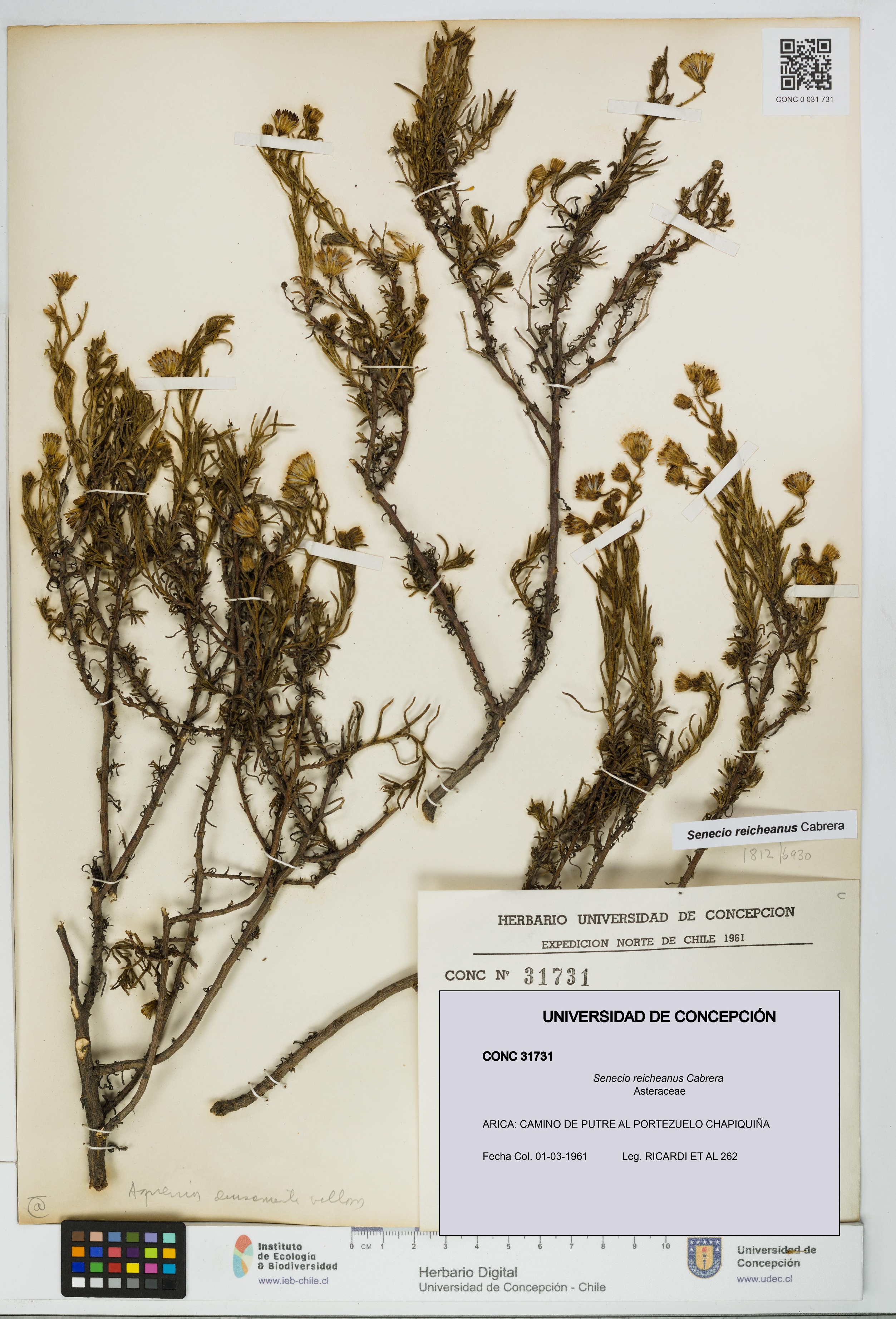 Senecio reicheanus [Espécimen: UDEC:CONC:0031731]