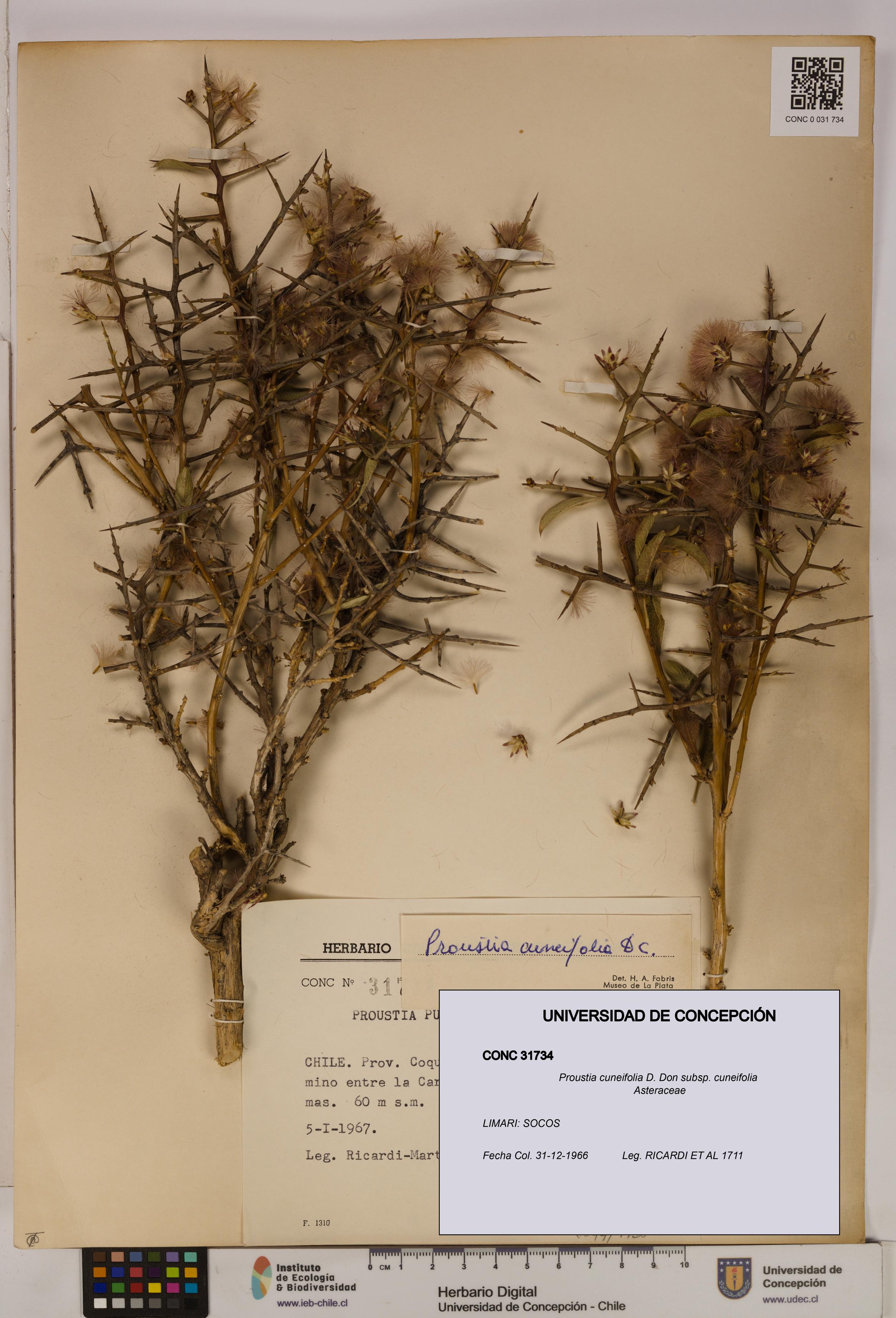 Proustia cuneifolia subsp. cuneifolia [Espécimen: UDEC:CONC:0031734]