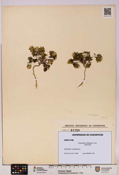 Chaetanthera flabellata [Espécimen: UDEC:CONC:0031738]