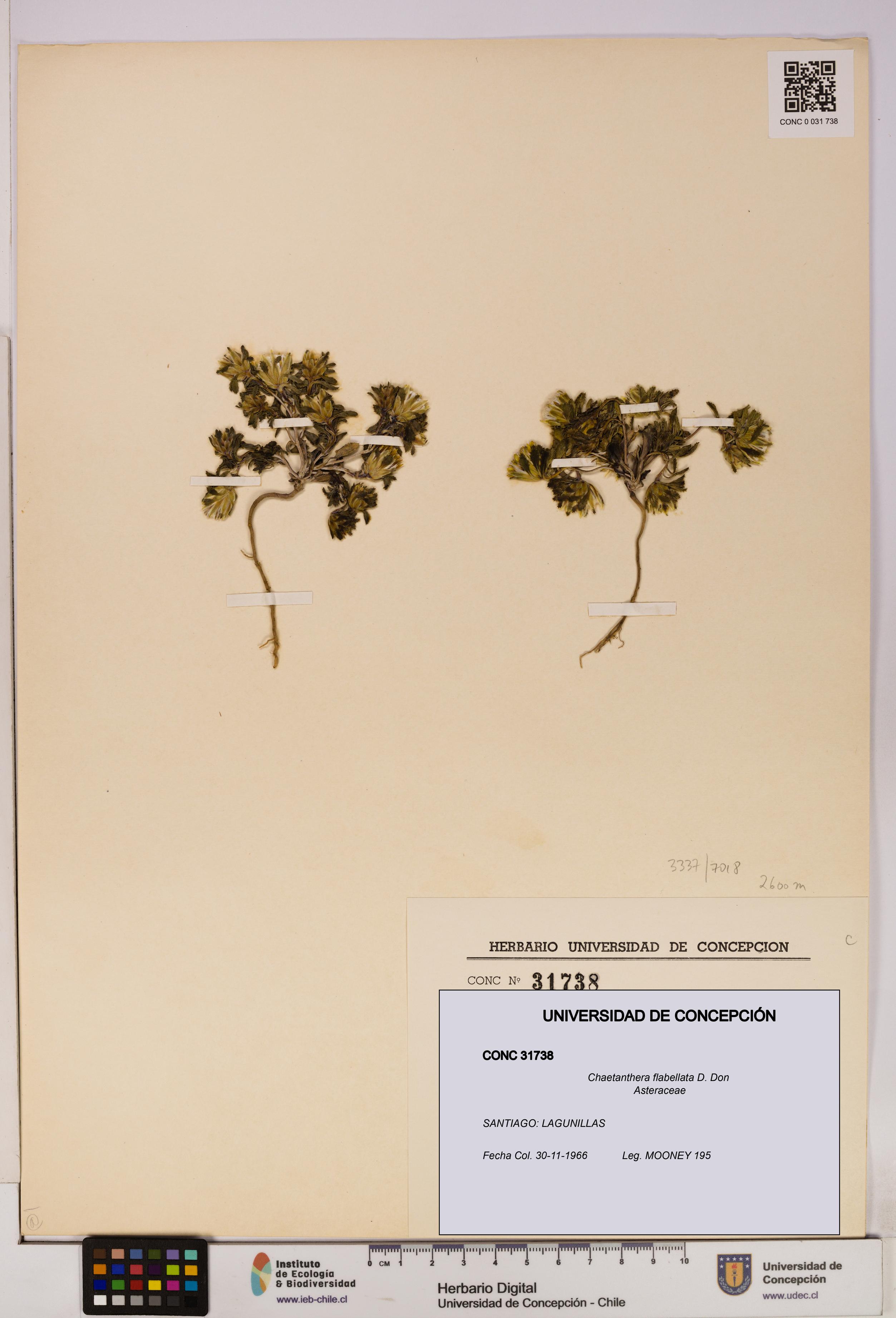 Chaetanthera flabellata [Espécimen: UDEC:CONC:0031738]