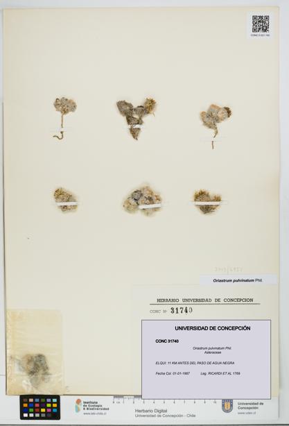 Oriastrum pulvinatum [Espécimen: UDEC:CONC:0031740]